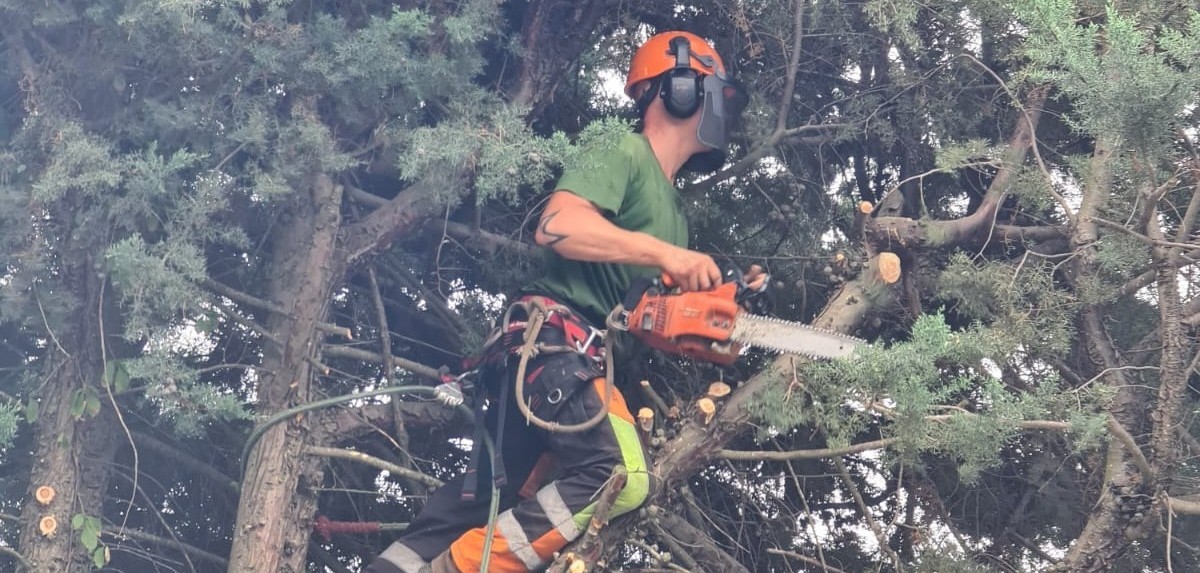 Tala controlada d'arbres