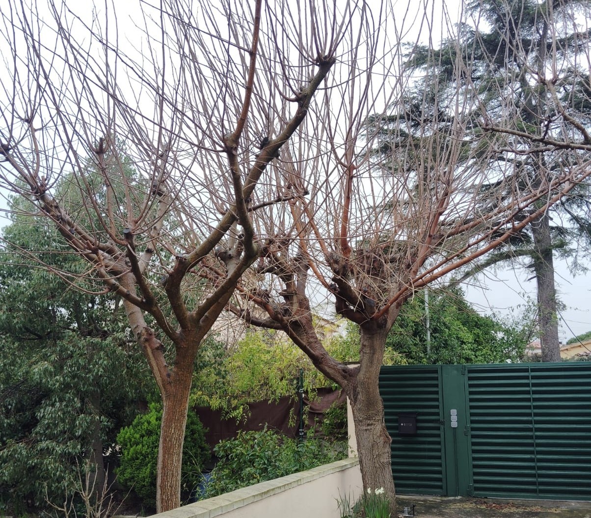 Moreres abans de podar