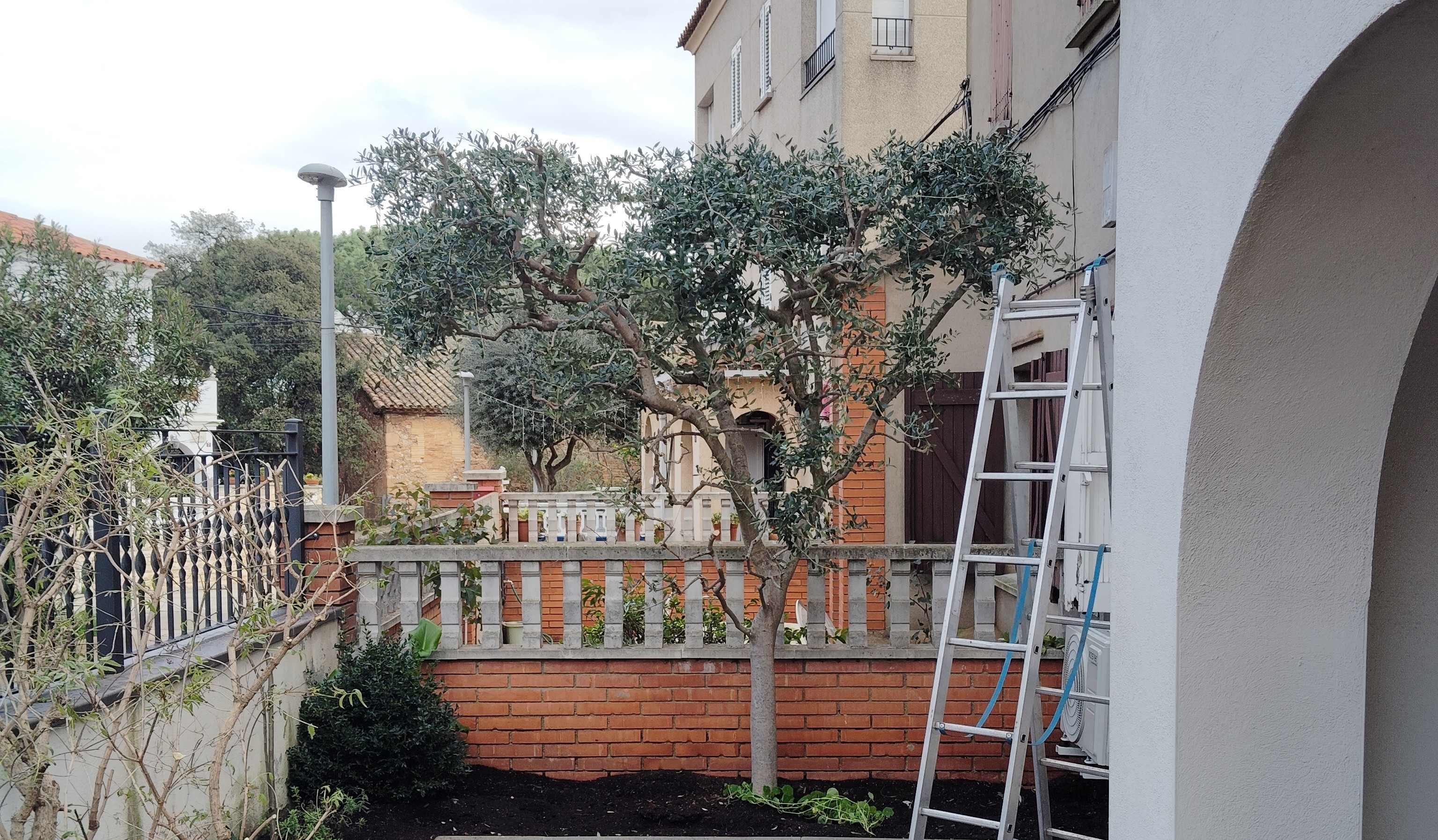 Manteniment i poda d’oliveres al Vallès