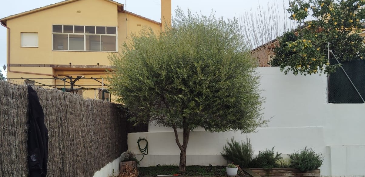 Olivera abans de manteniment professional