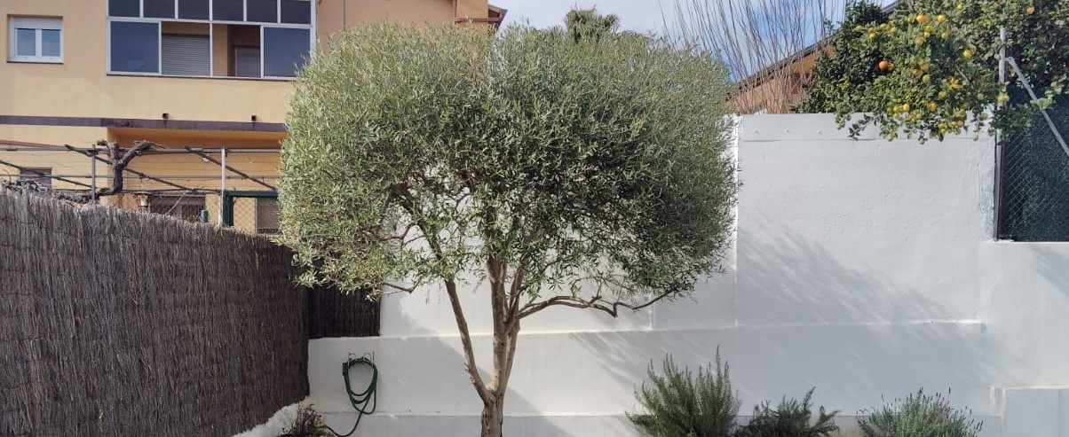 Olivera després de manteniment professional