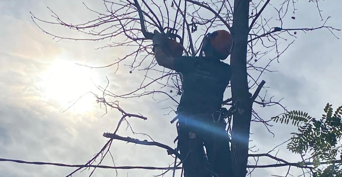 Poda d'arbres i arbustos