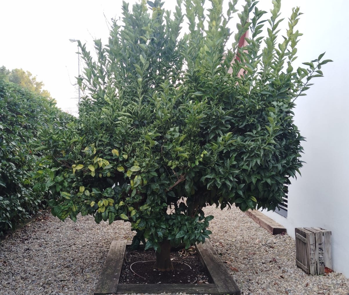 Taronger abans de manteniment professional