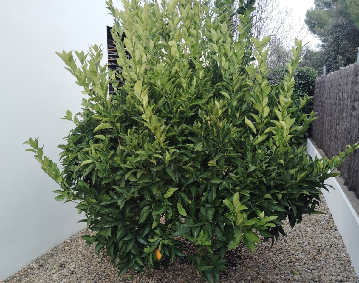 Taronger abans de manteniment professional