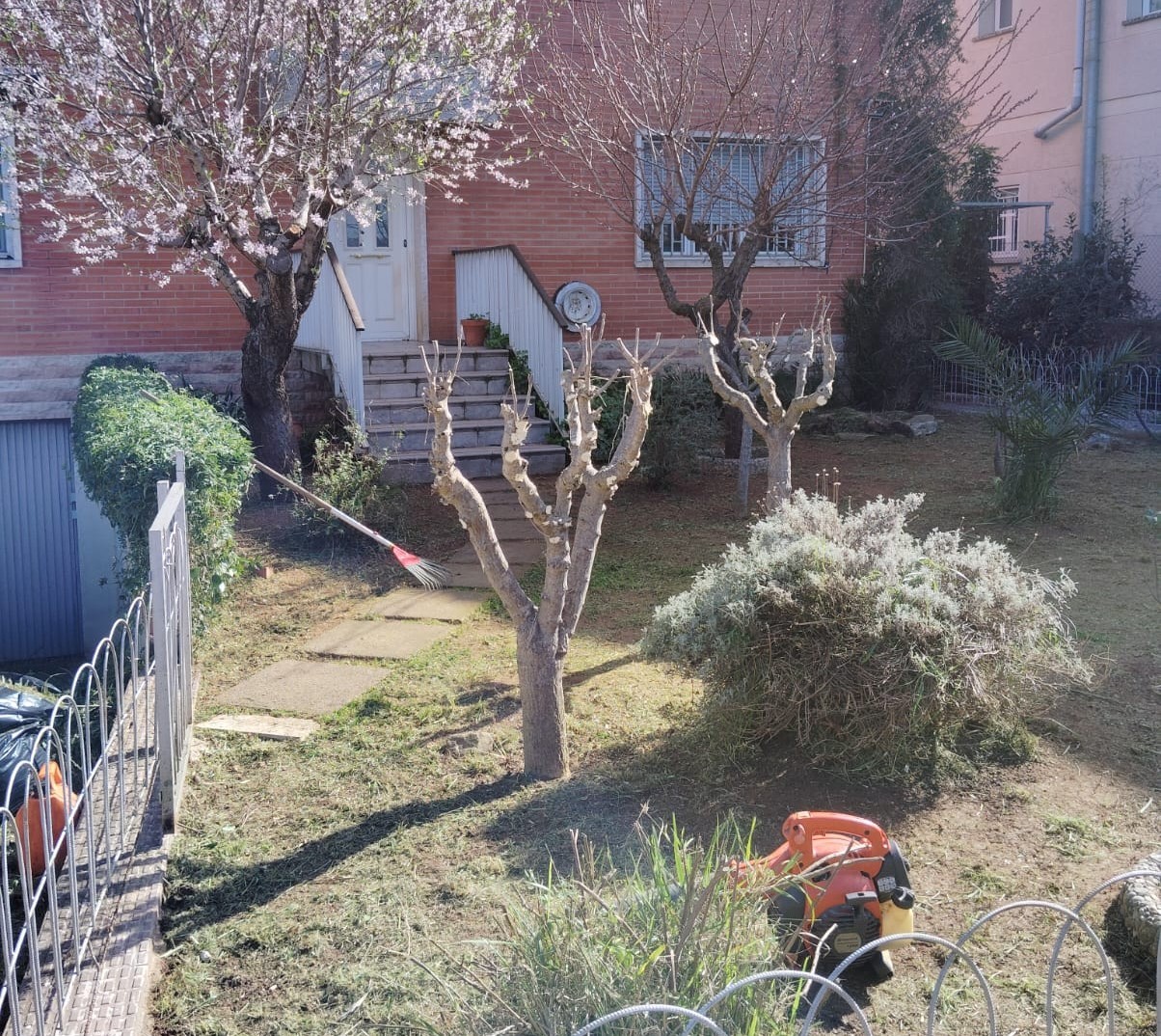 Taronger i llorer abans de la poda